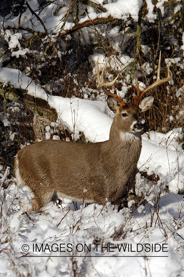 White-tailed deer in habitat