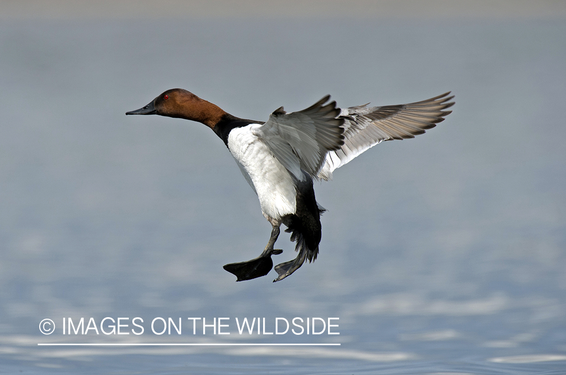 Canvasback in flight.