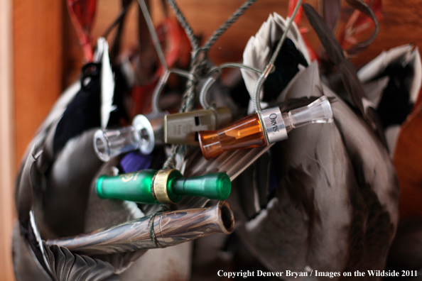 Bagged mallards hanging with duck calls. 