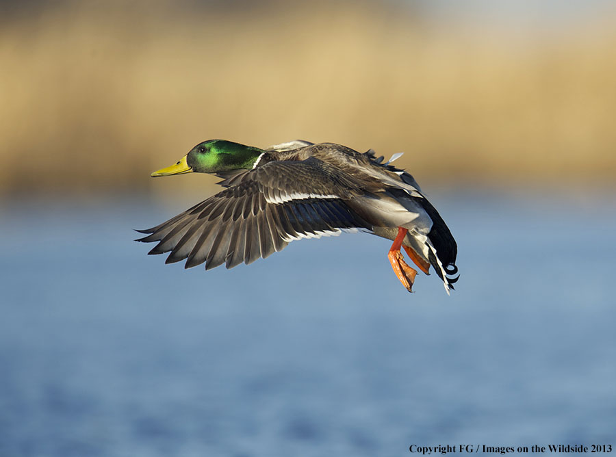 Mallard in flight.