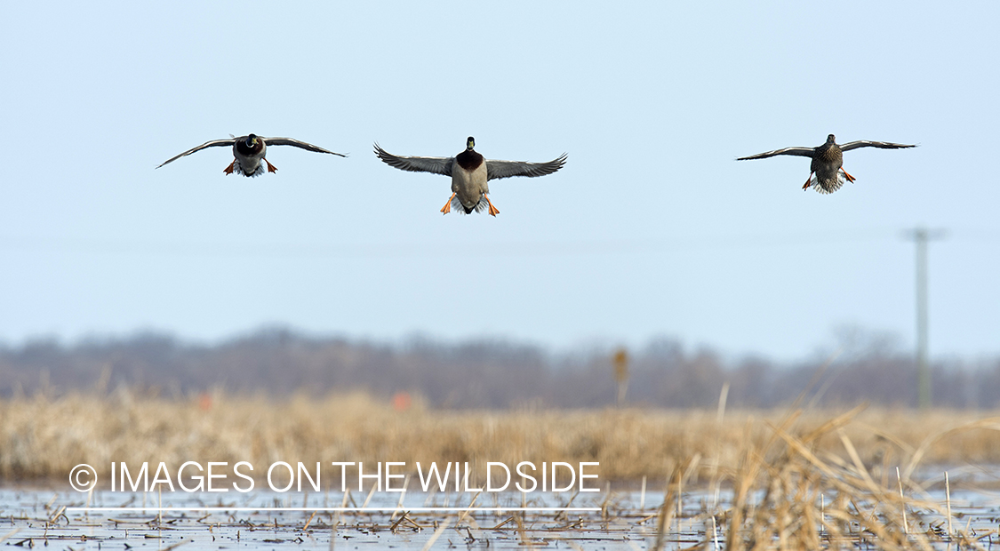 Mallards in flight.