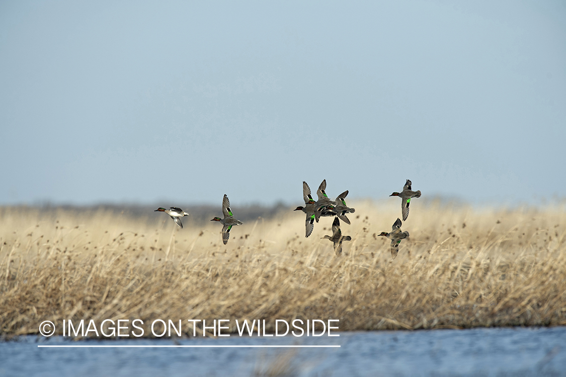 Green-winged Teal (whiffling) in flight.