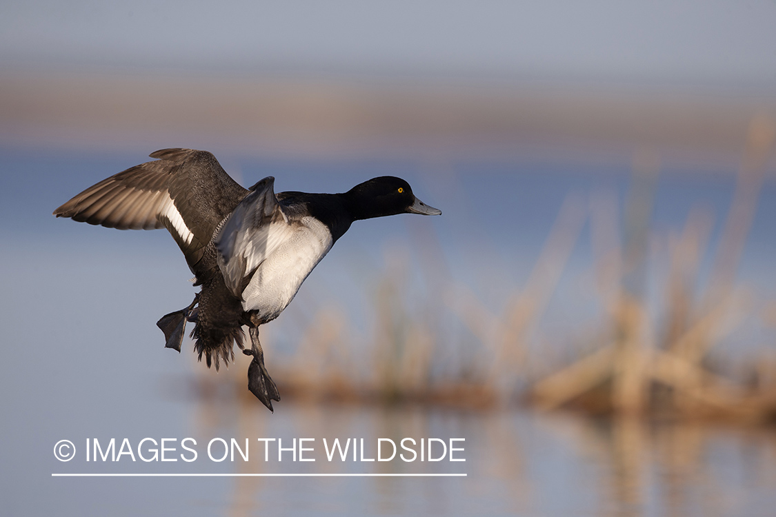 Lesser Scaup in flight.