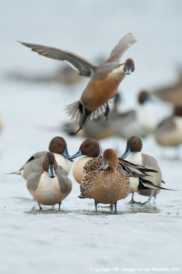 Pintail Ducks in wetland.