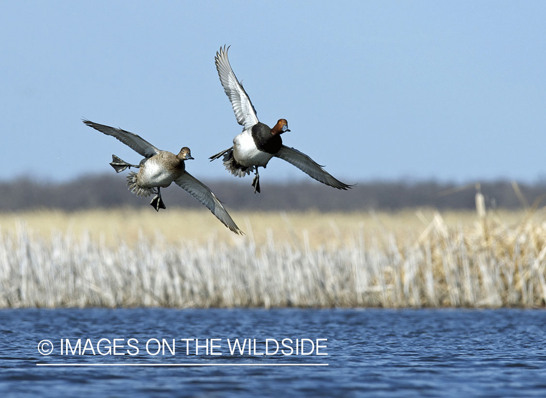 Redhead ducks in flight. 