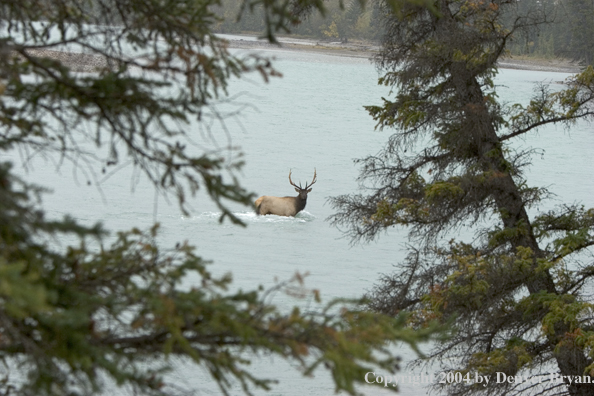 Rocky Mountain bull elk crossing stream.