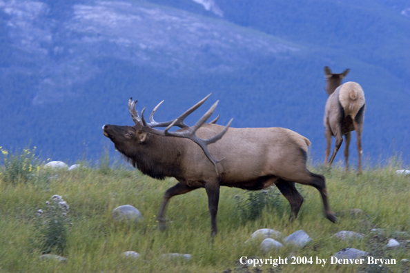 Rocky Mountain bull elk bugling.  Cow elk in background.