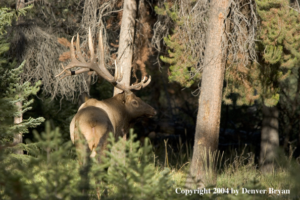 Rocky Mountain bull elk in habitat.