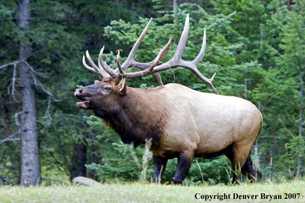 Rocky Mountain Elk