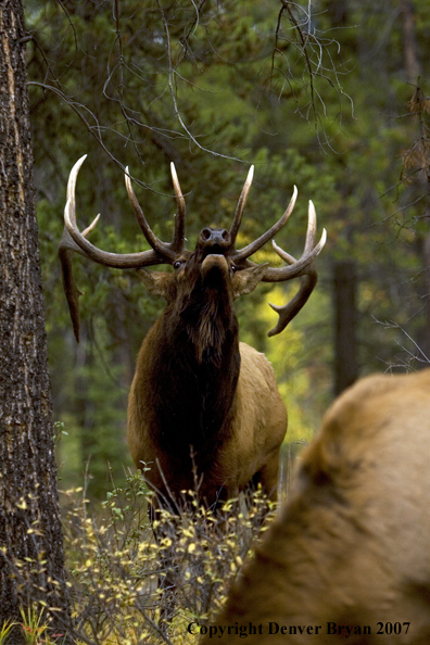 Rocky Mountain Elk bugling