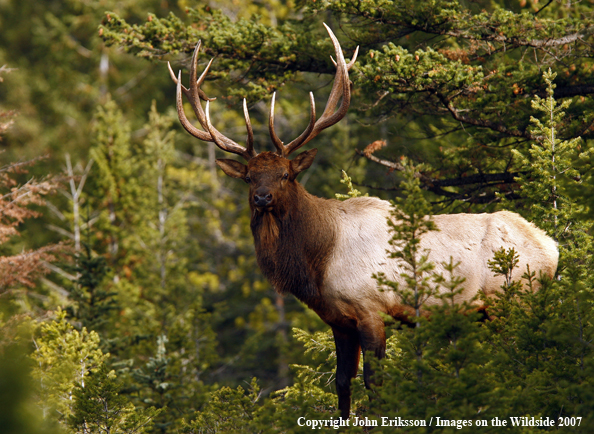 Rocky Mountain Elk bedded down