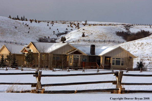 Rocky Mountain Elk herd in urban setting