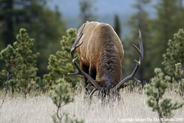 Bull Elk