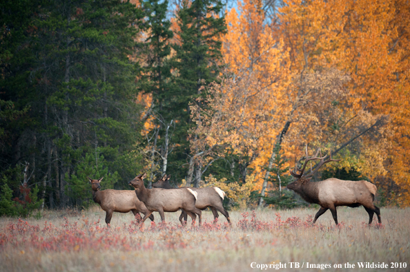 Rocky Mountain Bull Elk with cows. 