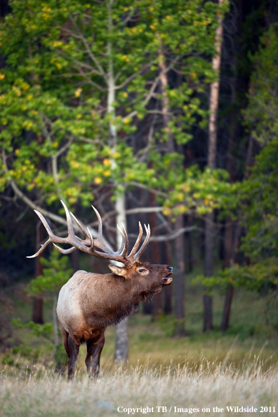 Bull elk bugling. 