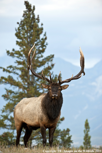 Rocky Mountain bull elk in habitat. 