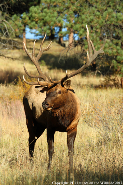 Bull elk in habitat. 