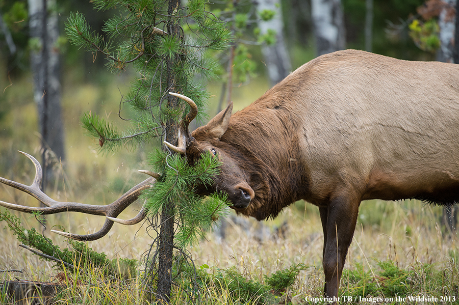 Bull elk rubbing on tree.