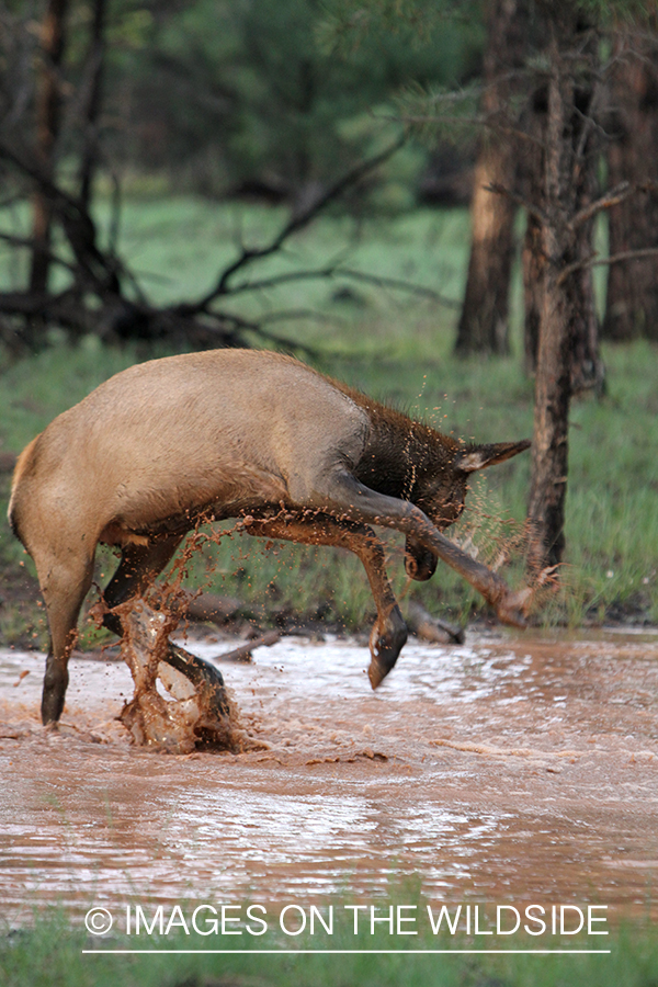 Rocky Mountain Elk calf playing in water. 