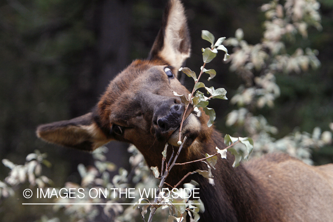 Rocky Mountain Cow Elk browsing.