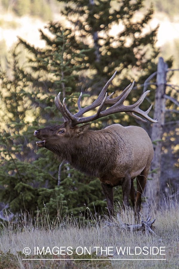 Rocky Mountain Bull Elk bugling in habitat.