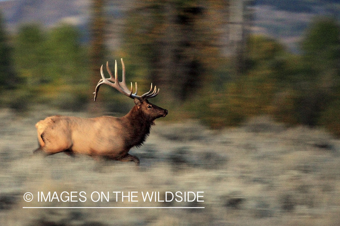 Bull elk in field.