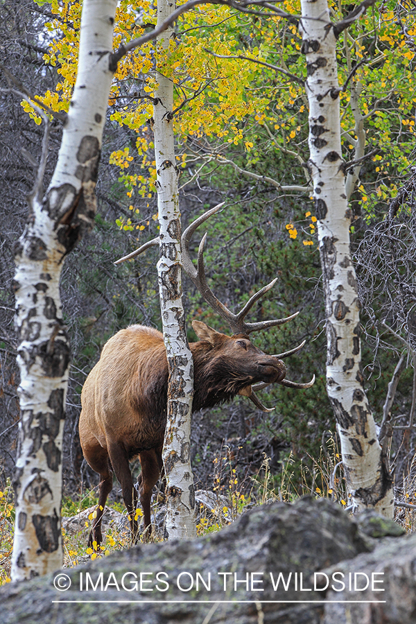 Bull elk rubbing against tree.