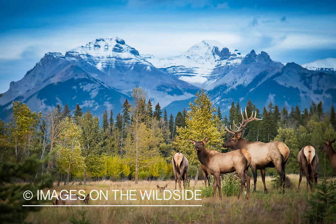 Elk in field.