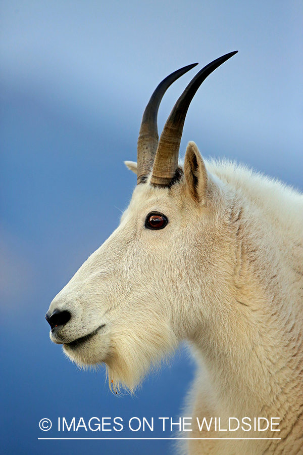 Rocky Mountain Goat in habitat.