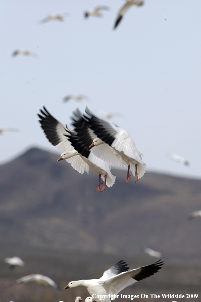 Snow Geese Flying