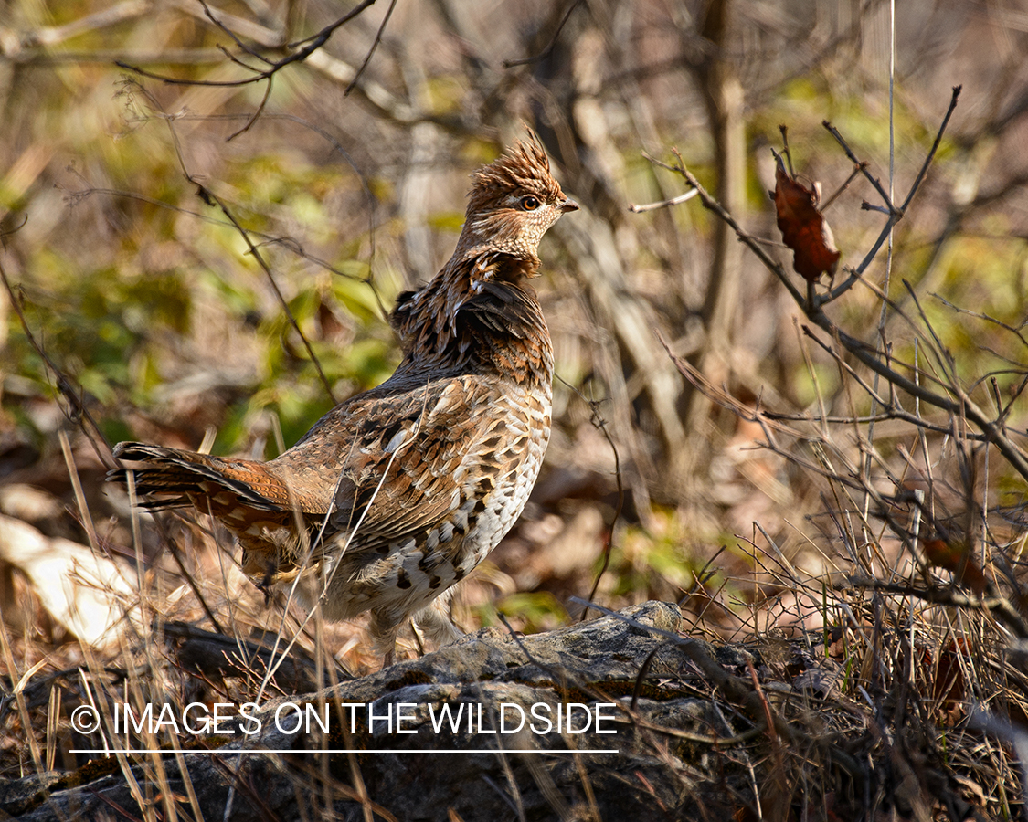 Ruffed Grouse.