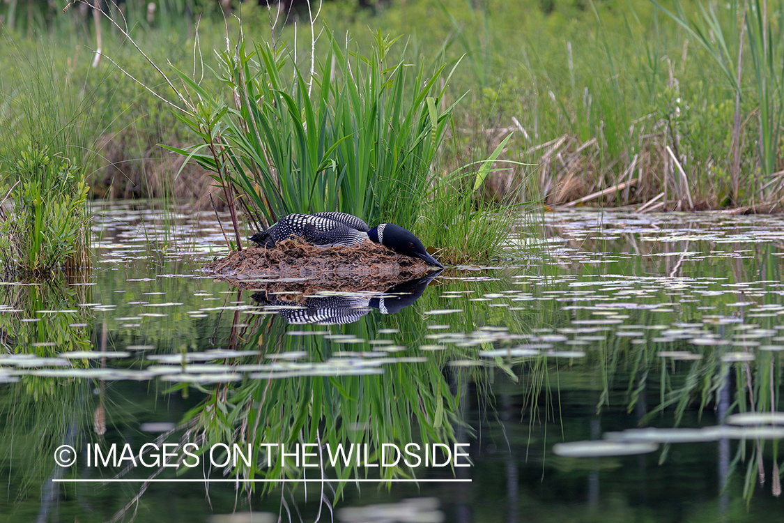 Common Loon in nest.