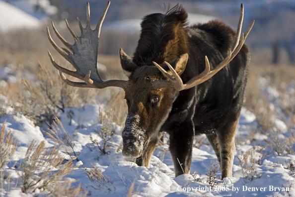 Shiras bull moose in habitat.