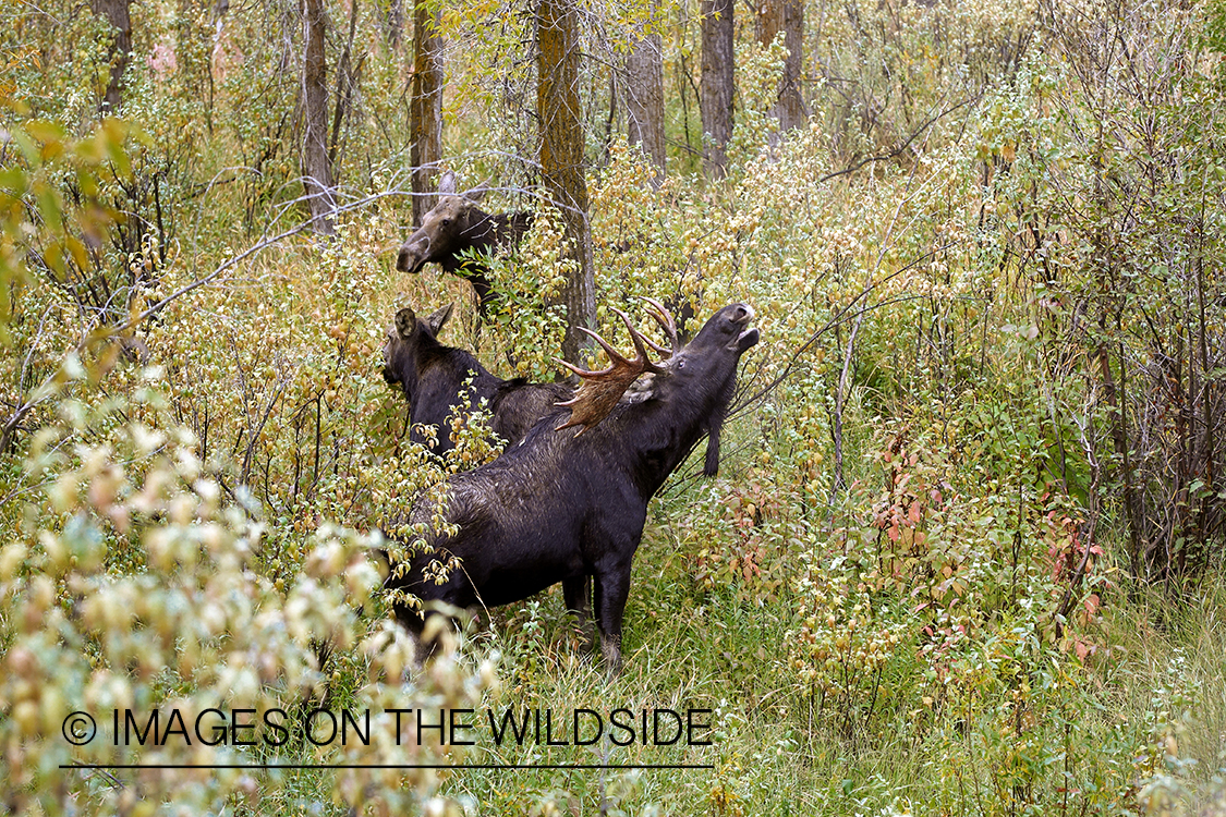 Shiras bull moose approaching cows.