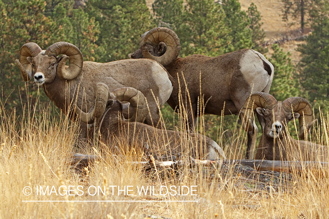 Group of Rocky Mountain Bighorn rams in field.