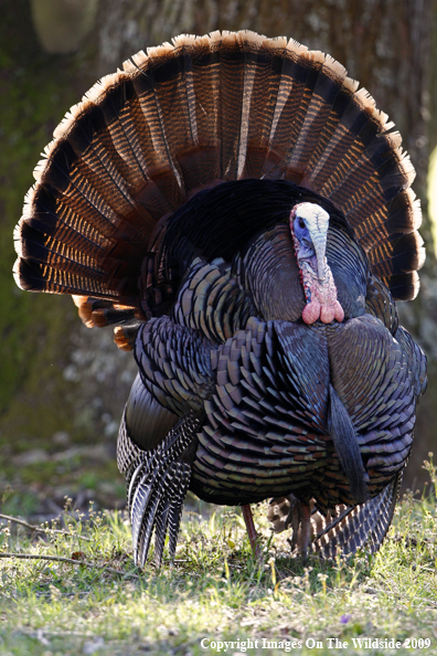 Eastern Wild Turkey in habitat