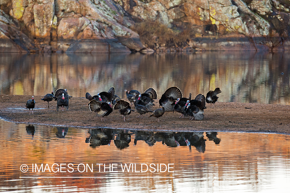 Flock of Rio Grande Turkeys in habitat.