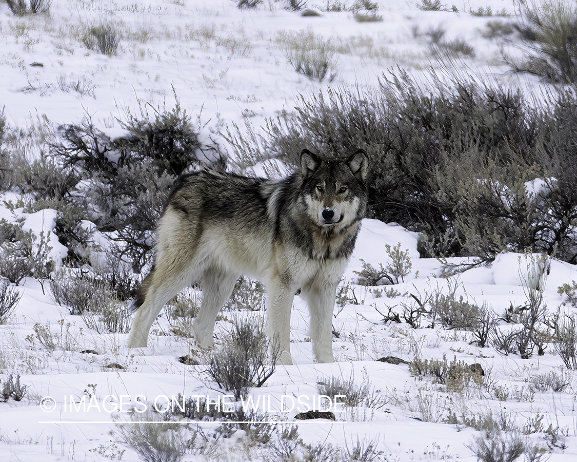 Wolf in snowy habitat.