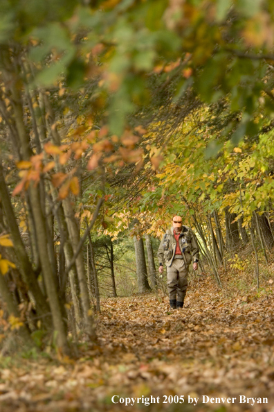 Flyfisherman walking through fall colored woods on way to river.