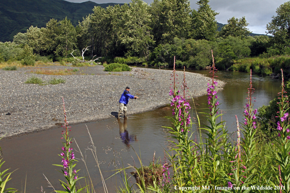 Flyfisherman on Kodiak Island, Alaska. 