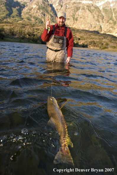 Flyfisherman landing brown trout.