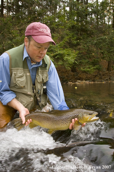 Close-up of nice brown trout.