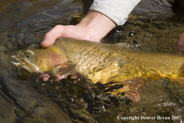 Flyfisherman releasing Snake River cutthroat trout.