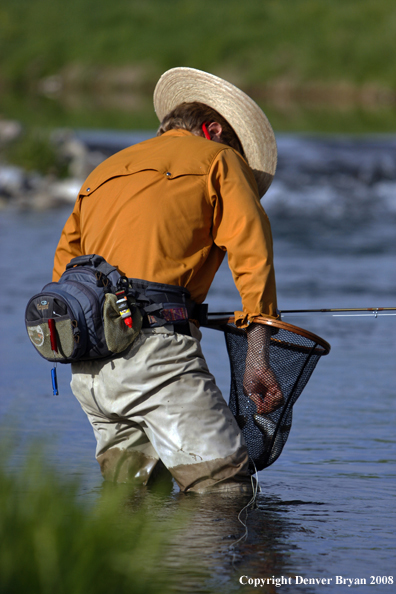 Flyfisherman fishing spring creek with fish.