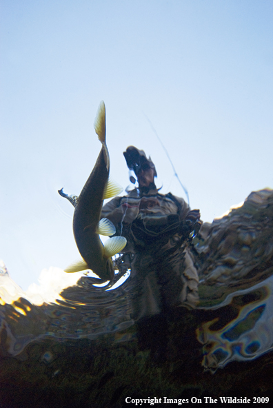 Flyfisherman with Brown Trout