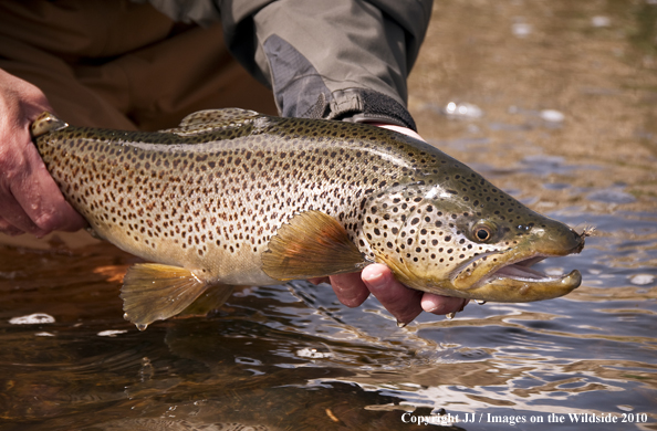 Brown Trout in habitat. 