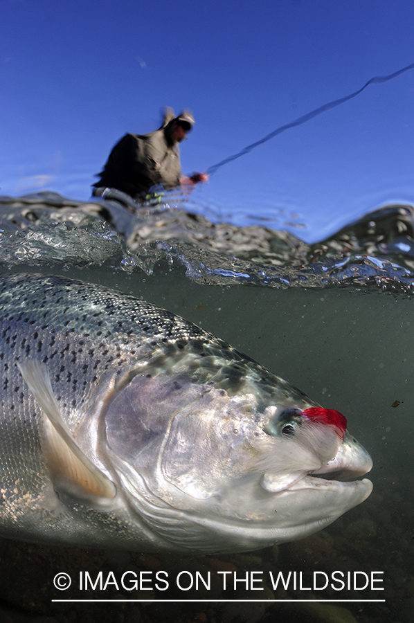 Flyfisher fighting rainbow trout.