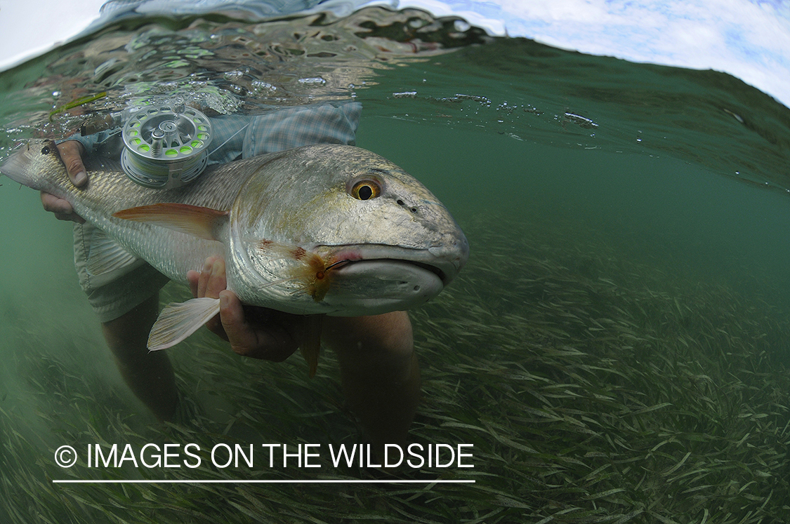 Flyfisherman releasing redfish.