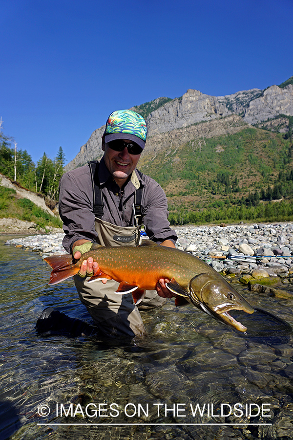 Flyfisherman releasing bull trout.