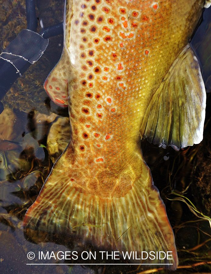 Brown Trout in net.